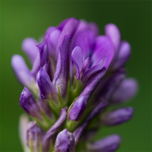 Екстракт Люцерни