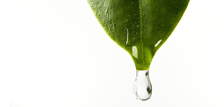 Еліксири життя